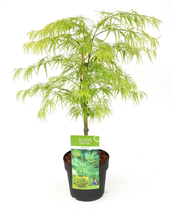 Japansk Lønn 'Dissectum' - ↨40Cm - Ø19Cm - Uteplante