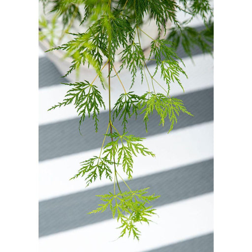 Japansk Lønn 'Dissectum' - ↨40Cm - Ø19Cm - Uteplante