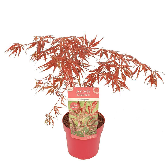 Japansk Lønn 'Extravaganza'® - ↨40Cm - Ø19Cm - Utendørs Plante