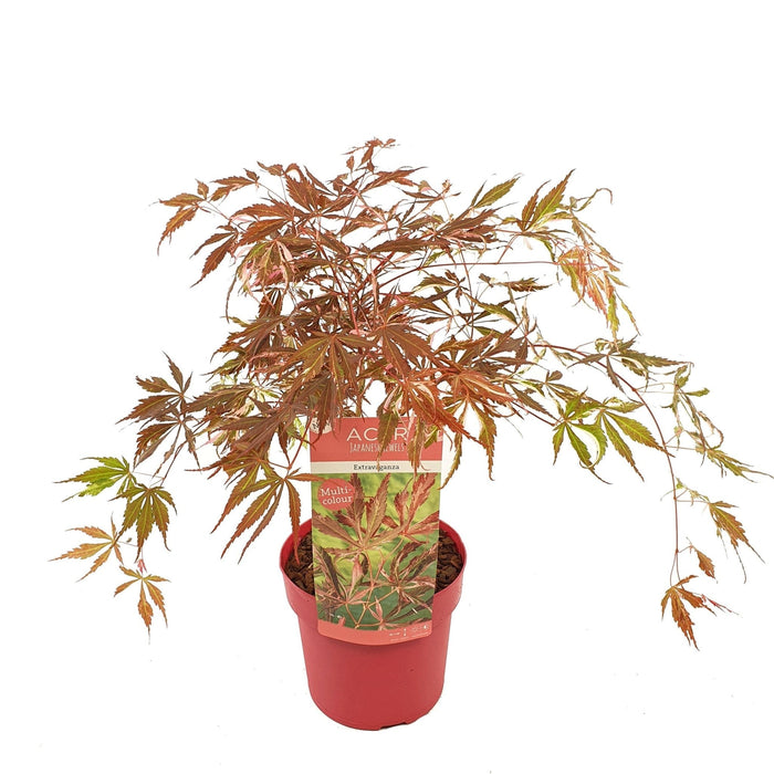 Japansk Lønn 'Extravaganza'® - ↨40Cm - Ø19Cm - Utendørs Plante