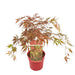 Japansk Lønn 'Extravaganza'® - ↨40Cm - Ø19Cm - Utendørs Plante