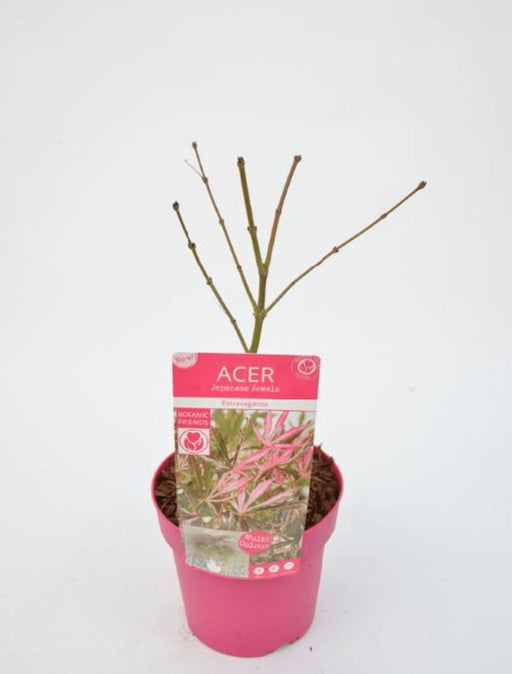 Japansk Lønn 'Extravaganza'® - ↨40Cm - Ø19Cm - Utendørs Plante