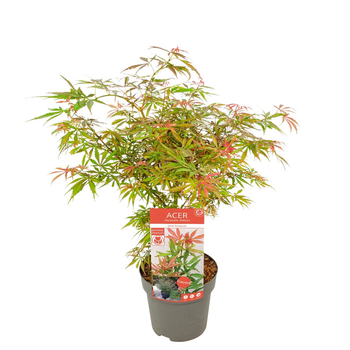 Japansk Lønn 'Orange Dream' - ↨30Cm - Ø15Cm - Uteplante