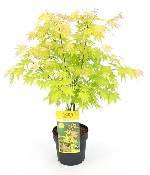 Japansk Lønn 'Orange Dream' - ↨40Cm - Ø19Cm - Uteplante