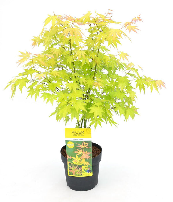 Japansk Lønn 'Orange Dream' - ↨40Cm - Ø19Cm - Uteplante