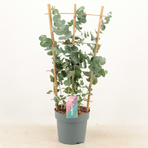 Eucalyptus Cinerea Sølv D17Cm H60Cm