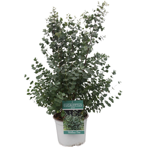 Eucalyptus Gunni