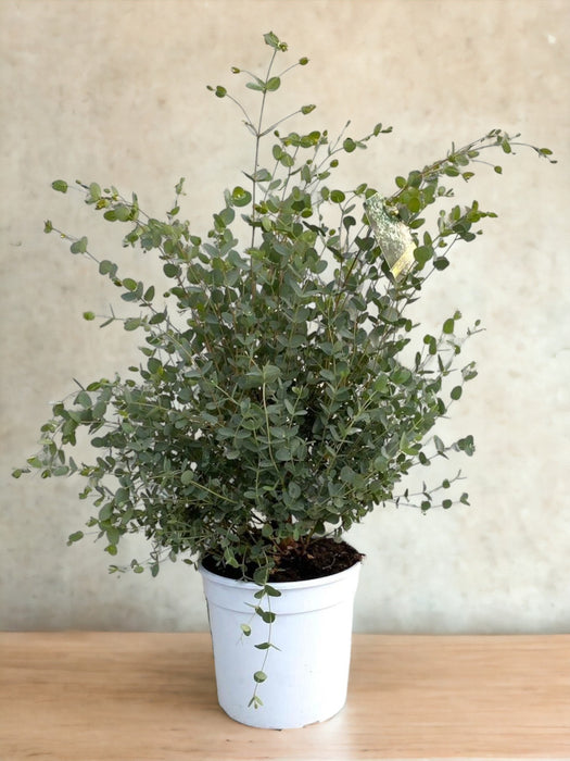 Eucalyptus Gunnii D21Cm H60Cm