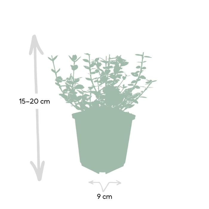 Euonymus 'Emerald 'N Gaity' - Sett Med 6 Stk