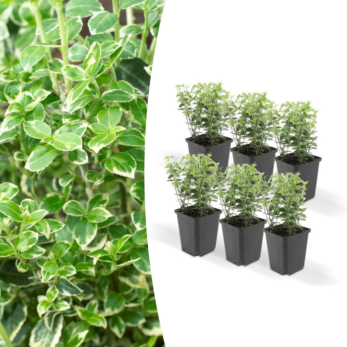 Euonymus 'Emerald 'N Gaity' - Sett Med 6 Stk