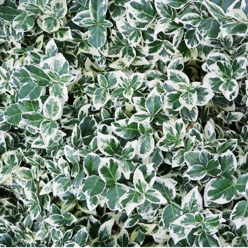 Euonymus Fortunei 'Emerald Gaiety' - Sett Med 6