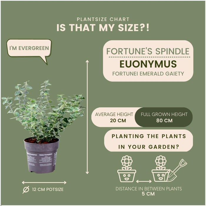 Euonymus Fortunei 'Emerald Gaiety' - Sett Med 6