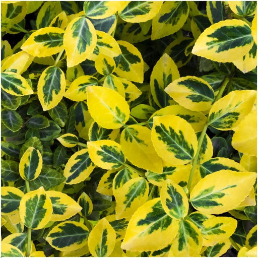 Euonymus Fortunei 'Emerald Gold' - Sett Med 6 Stk