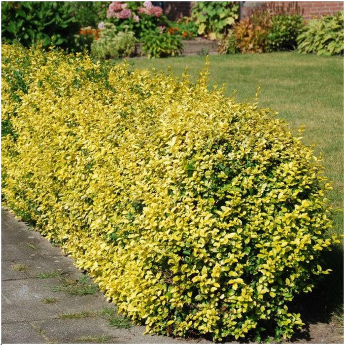 Euonymus Fortunei 'Emerald Gold' - Sett Med 6 Stk