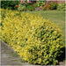 Euonymus Fortunei 'Emerald Gold' - Sett Med 6 Stk