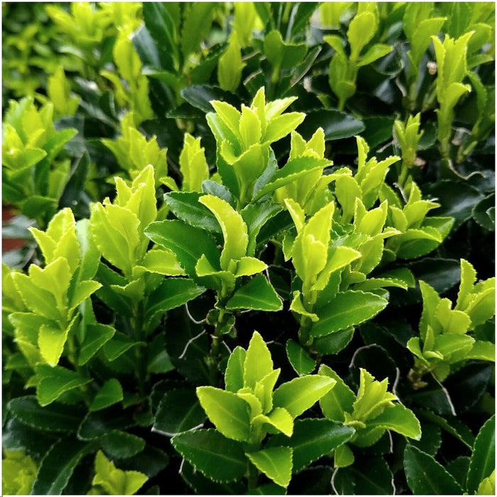 Euonymus Japonicus 'Green Spire' - Sett Med 6 Stk