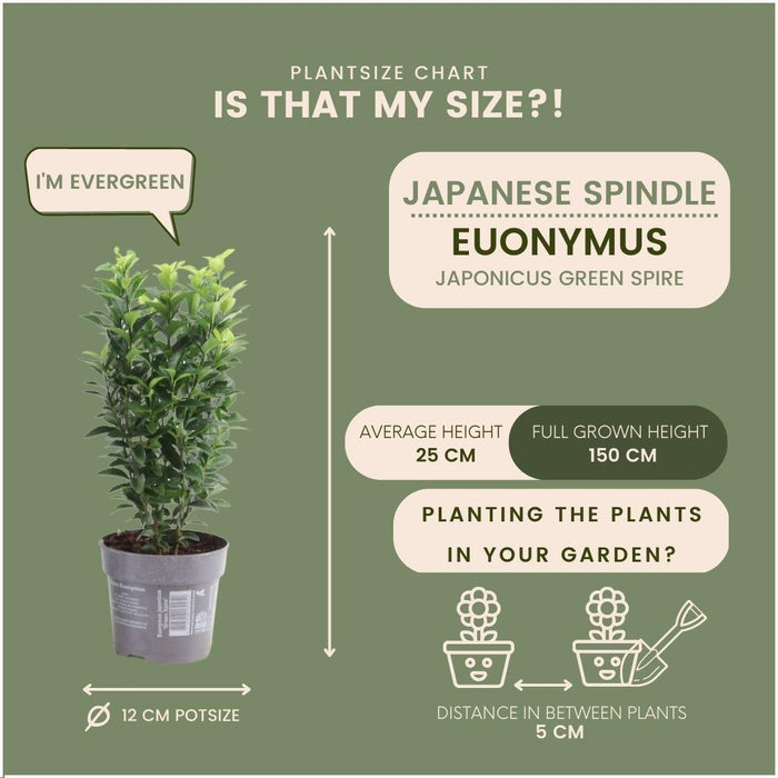 Euonymus Japonicus 'Green Spire' - Sett Med 6 Stk