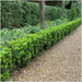 Euonymus Japonicus 'Green Spire' - Sett Med 6 Stk