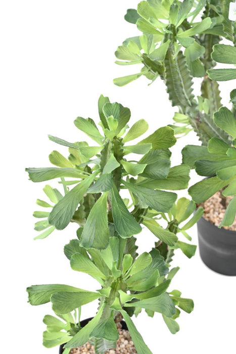 Artificial Milky Spurge H.110Cm For Innendørs