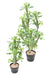 Artificial Milky Spurge H.110Cm For Innendørs