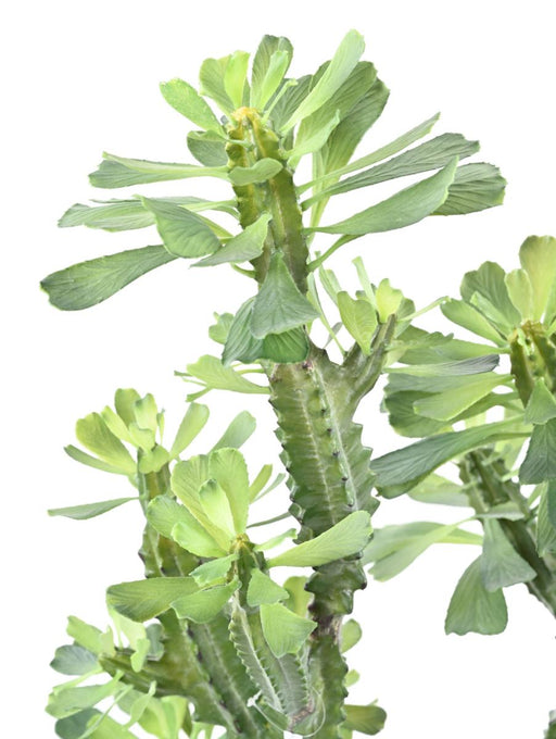 Artificial Milky Spurge For Innendørs H.65Cm