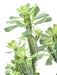 Artificial Milky Spurge For Innendørs H.65Cm