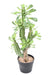 Artificial Milky Spurge For Innendørs H.65Cm