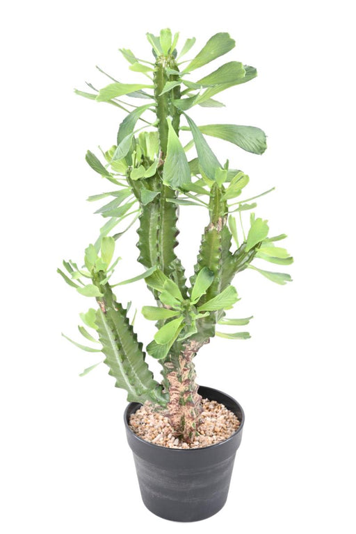 Artificial Milky Spurge For Innendørs H.65Cm