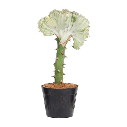 Euphorbia Lactea Cristata Hvit