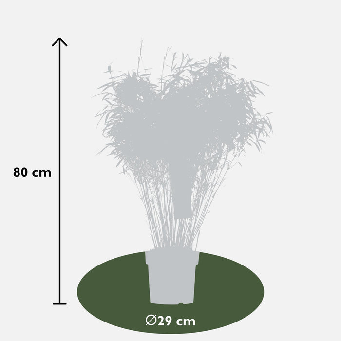 Fargesia Rufa - ↨80Cm - Ø29 - Hekkplante