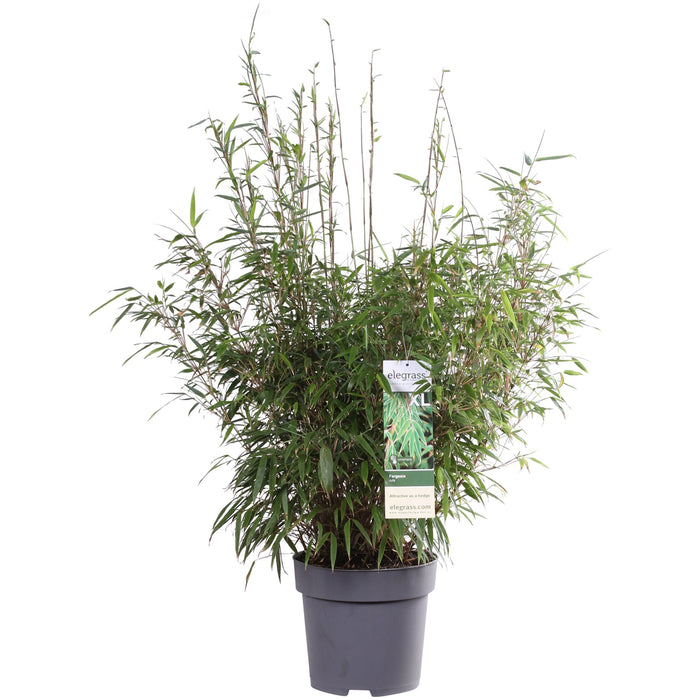 Fargesia Rufa - ↨80Cm - Ø29 - Hekkplante