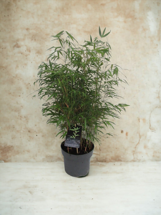 Fargesia Rufa Bamboo D23Cm H95Cm