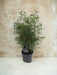 Fargesia Rufa Bamboo D23Cm H95Cm