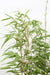 Fargesia Rufa Bamboo - Sett Med 12 - ↨40Cm - Ø14 - Uteplante