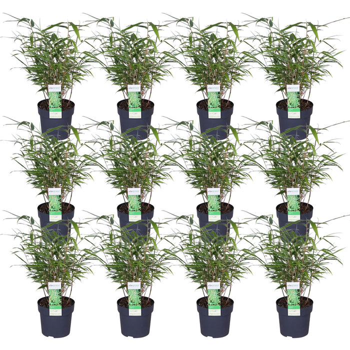 Fargesia Rufa Bamboo - Sett Med 12 - ↨40Cm - Ø14 - Uteplante