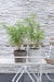 Fargesia Rufa Bamboo - Sett Med 12 - ↨40Cm - Ø14 - Uteplante