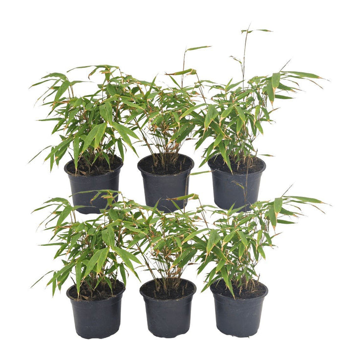 Fargesia Rufa Sett Med 24 Bambus - Ø13 Cm - ↕25 Cm - Uteplante