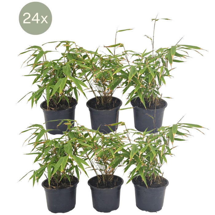 Fargesia Rufa Sett Med 24 Bambus - Ø13 Cm - ↕25 Cm - Uteplante