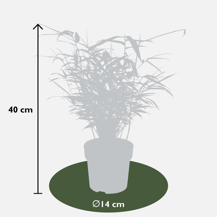 Fargesia Ruga - Sett Med 4 - ↨40Cm - Ø14 - Uteanlegg