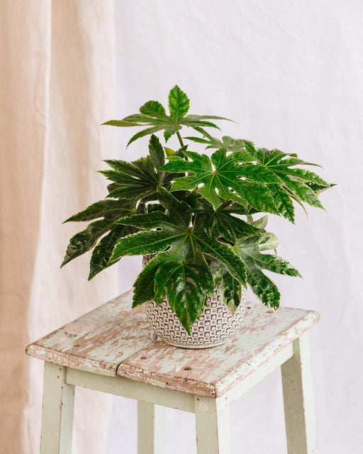 Fatsia Japanica