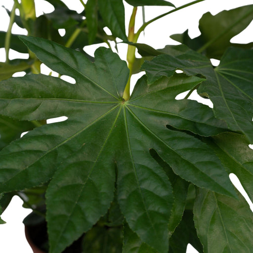 Fatsia Japonica Grønn H85Cm