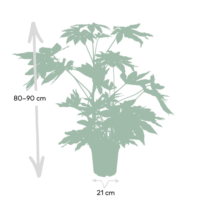 Fatsia Japonica Grønn H85Cm