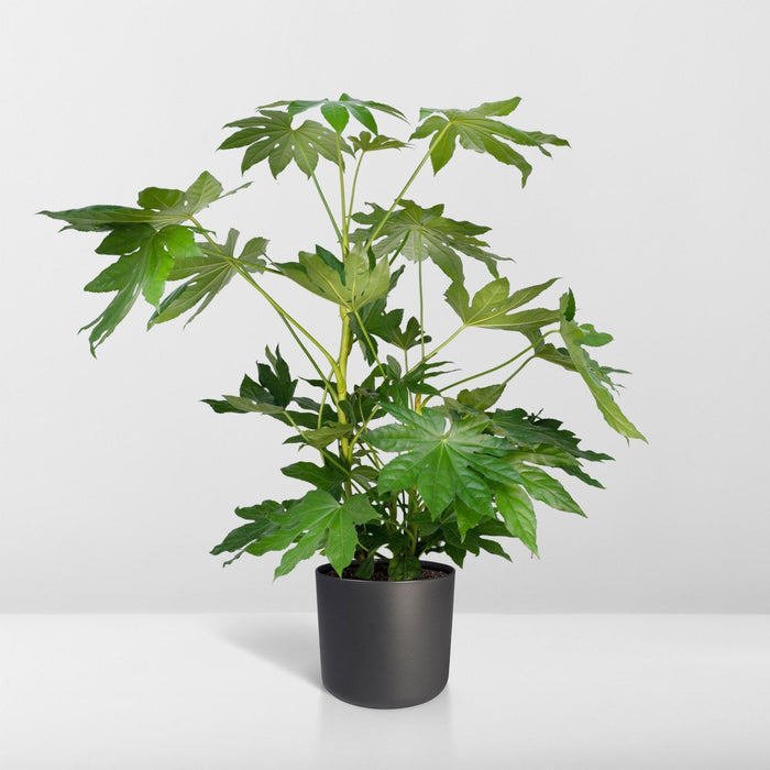 Fatsia Japonica Grønn H85Cm