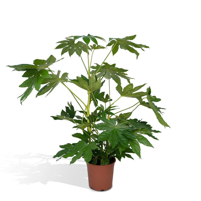 Fatsia Japonica Grønn H85Cm