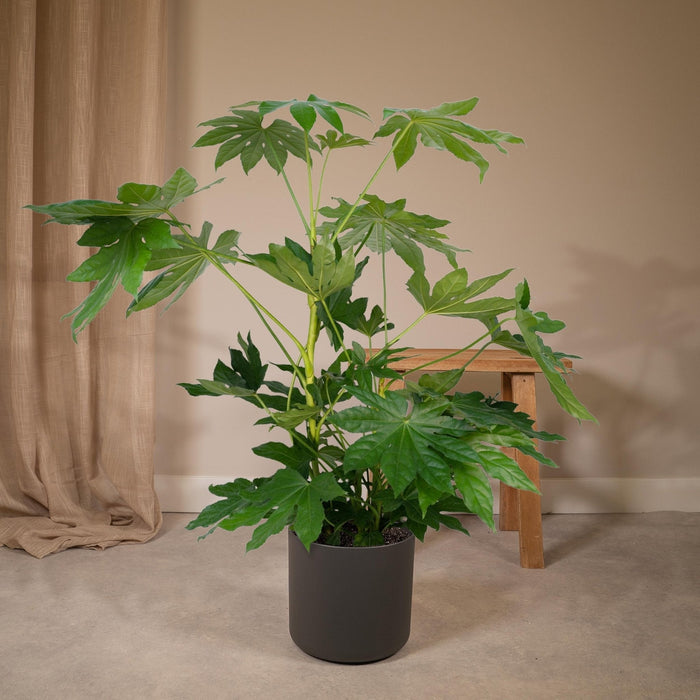 Fatsia Japonica Grønn H85Cm