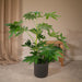 Fatsia Japonica Grønn H85Cm