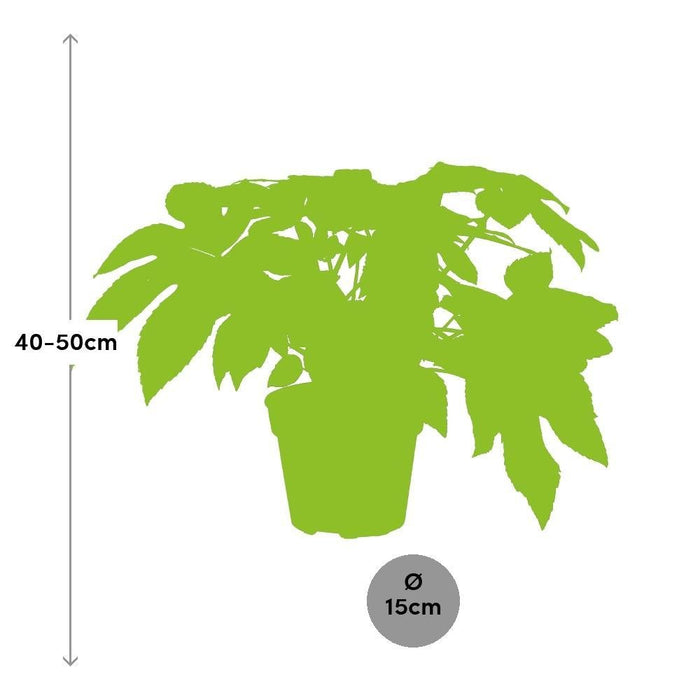 Fatsia Japanica