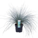 Festuca Glauca 'Azura Blue'