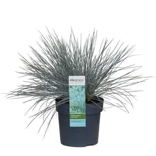 Festuca Glauca 'Azura Blue'