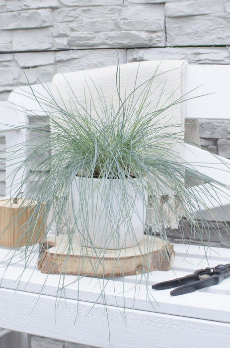 Festuca Glauca 'Azura Blue'